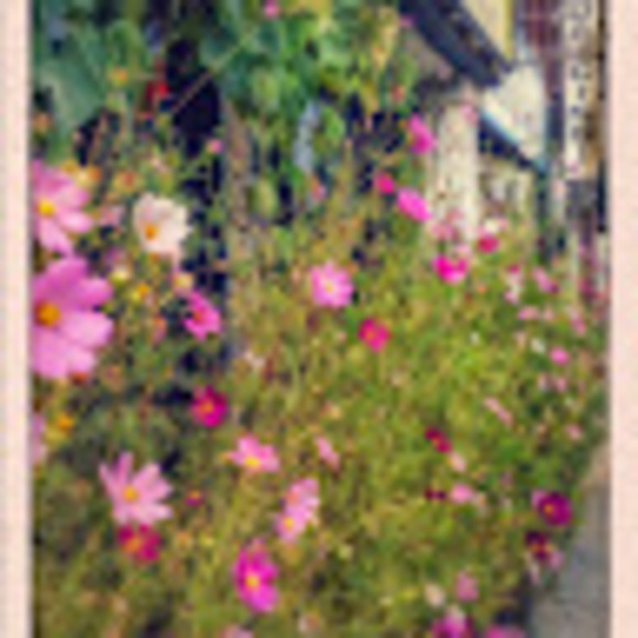 Meet your Posher, Rishauna - Picture 1 of 1